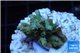 Acropora purple gold Indonesia 1-3 cm WYSIWYG acclimaté