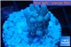 Acropora pink Indonesia 1-3 cm WYSIWYG acclimaté