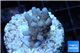 Acropora pink Indonesia 1-3 cm WYSIWYG acclimaté