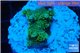 Acropora gold Indonesia 2-3 cm WYSIWYG acclimaté