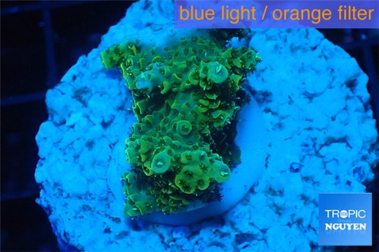 Acropora gold Indonesia 2-3 cm WYSIWYG acclimaté