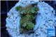 Acropora gold Indonesia 2-3 cm WYSIWYG acclimaté