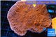 Montipora red & purple polyps 5-7 cm WYSIWYG acclimaté