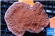 Montipora red & purple polyps 5-7 cm WYSIWYG acclimaté