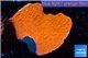 Montipora capricornis red 3-4 cm WYSIWYG acclimaté