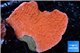 Montipora capricornis red 3-4 cm WYSIWYG acclimaté
