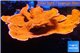 Montipora capricornis red 19-28 cm WYSIWYG acclimaté