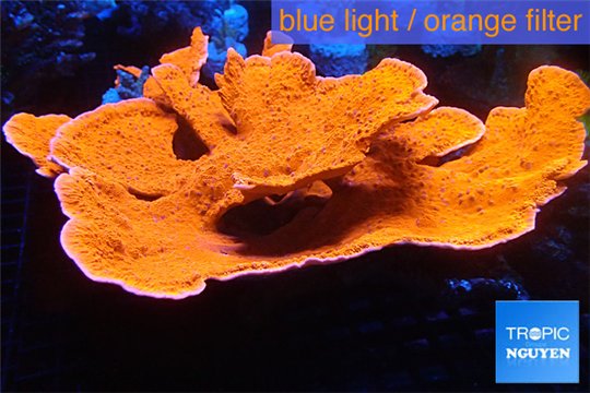 Montipora capricornis red 19-28 cm WYSIWYG acclimaté