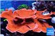 Montipora capricornis red 19-28 cm WYSIWYG acclimaté