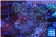 Acropora nana Fijii 2-4 cm WYSIWYG acclimaté