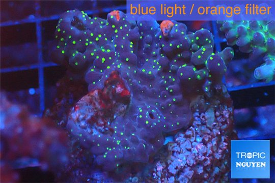 Acropora nana Fijii 2-4 cm WYSIWYG acclimaté