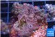Acropora nana Fijii 2-4 cm WYSIWYG acclimaté