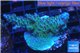 Acropora green purple Australia 3-4 cm WYSIWYG acclimaté