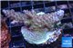 Acropora green purple Australia 3-4 cm WYSIWYG acclimaté