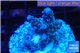 Acropora purple blue Indonesia 2-3 cm WYSIWYG acclimaté