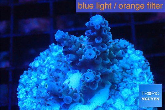 Acropora purple blue Indonesia 2-3 cm WYSIWYG acclimaté