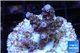 Acropora purple blue Indonesia 2-3 cm WYSIWYG acclimaté