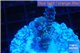 Acropora purple blue Indonesia 2-3 cm WYSIWYG acclimaté