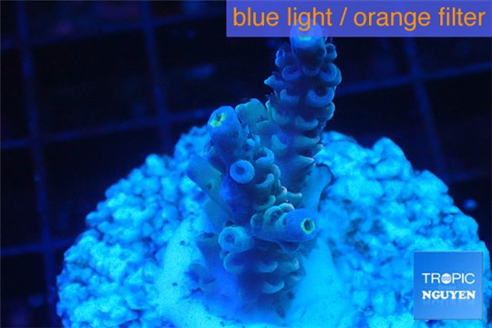 Acropora purple blue Indonesia 2-3 cm WYSIWYG acclimaté