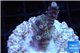 Acropora purple blue Indonesia 2-3 cm WYSIWYG acclimaté