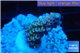 Acropora rainbow Indonesia 2-3 cm WYSIWYG acclimaté