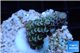 Acropora rainbow Indonesia 2-3 cm WYSIWYG acclimaté