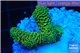 Acropora gold Indonesia 2-3 cm WYSIWYG acclimaté