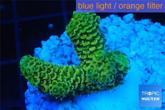 Acropora gold Indonesia 2-3 cm WYSIWYG acclimaté