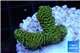 Acropora gold Indonesia 2-3 cm WYSIWYG acclimaté