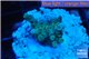 Acropora purple gold Indonesia 1-3 cm WYSIWYG acclimaté
