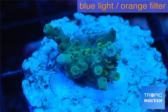 Acropora purple gold Indonesia 1-3 cm WYSIWYG acclimaté