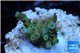 Acropora purple gold Indonesia 1-3 cm WYSIWYG acclimaté