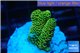 Acropora gold Indonesia 2-3 cm WYSIWYG acclimaté