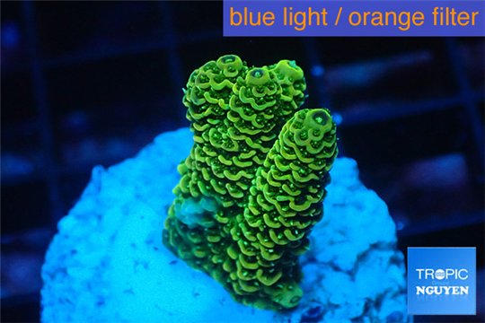 Acropora gold Indonesia 2-3 cm WYSIWYG acclimaté