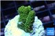 Acropora gold Indonesia 2-3 cm WYSIWYG acclimaté