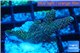 Acropora pink & green 2-3 cm WYSIWYG acclimaté