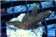 Acropora pink & green 2-3 cm WYSIWYG acclimaté