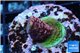 Acropora tricolor Fijii 1-2 cm WYSIWYG acclimaté
