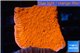 Montipora capricornis red 3-4 cm WYSIWYG acclimaté