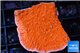 Montipora capricornis red 3-4 cm WYSIWYG acclimaté