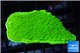 Montipora capricornis green 3-4 cm WYSIWYG acclimaté