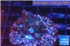 Acropora nana Fijii 2-4 cm WYSIWYG acclimaté