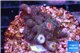 Acropora nana Fijii 2-4 cm WYSIWYG acclimaté