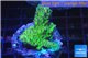 Acropora green purple Australia 3-4 cm WYSIWYG acclimaté