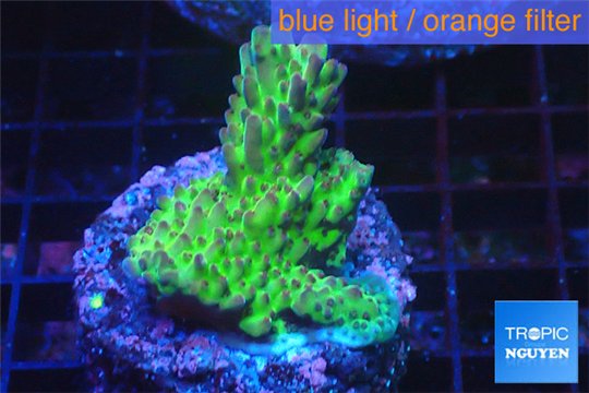 Acropora green purple Australia 3-4 cm WYSIWYG acclimaté