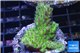 Acropora green purple Australia 3-4 cm WYSIWYG acclimaté