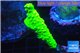 Acropora neon green Fijii 3-4 cm WYSIWYG acclimaté