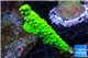 Acropora neon green Fijii 3-4 cm WYSIWYG acclimaté