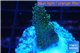 Acropora gold Indonesia 1-3 cm WYSIWYG acclimaté