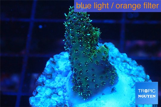 Acropora gold Indonesia 1-3 cm WYSIWYG acclimaté